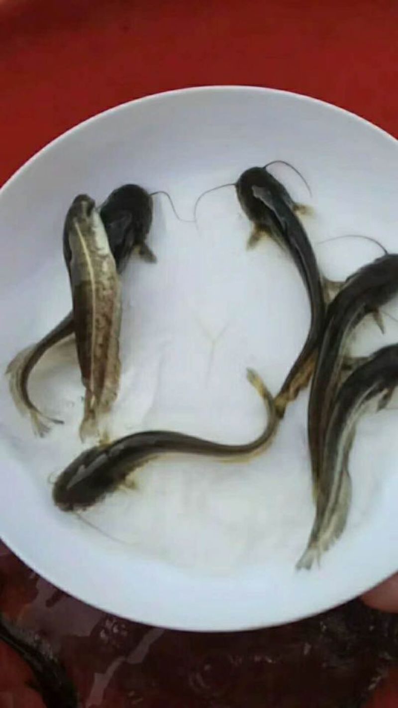 鲶鱼苗
