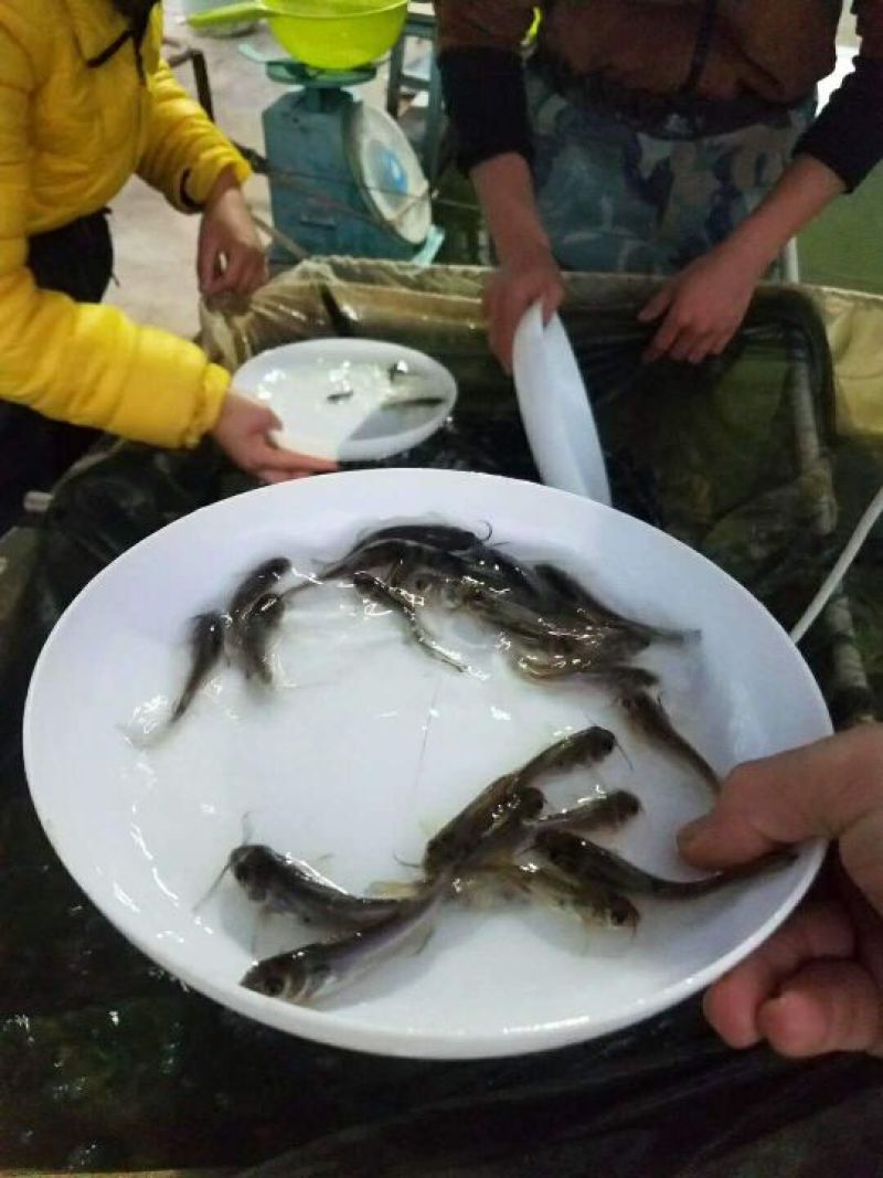 鲶鱼苗