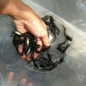 鲶鱼苗