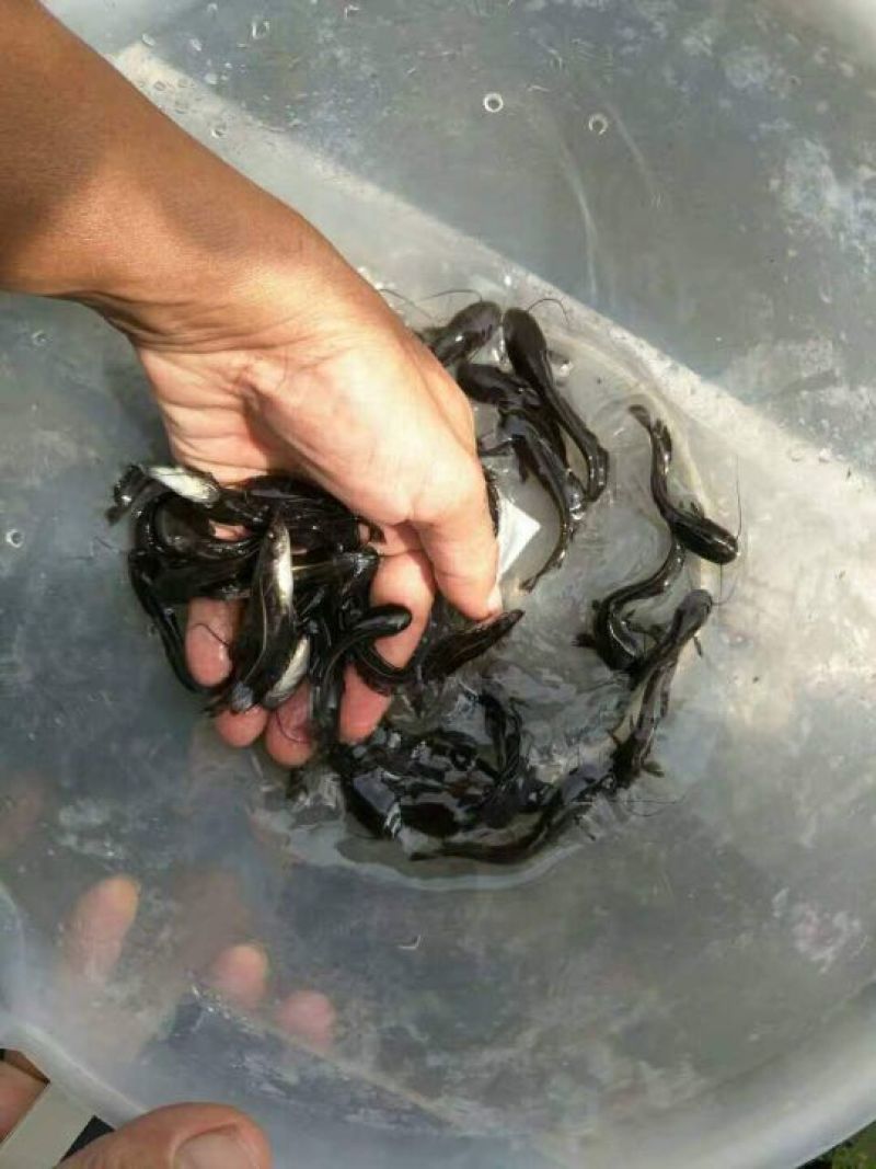 鲶鱼苗