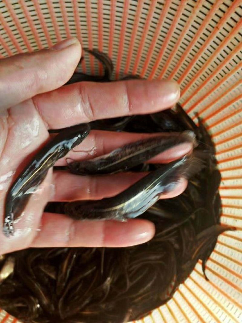 鲶鱼苗