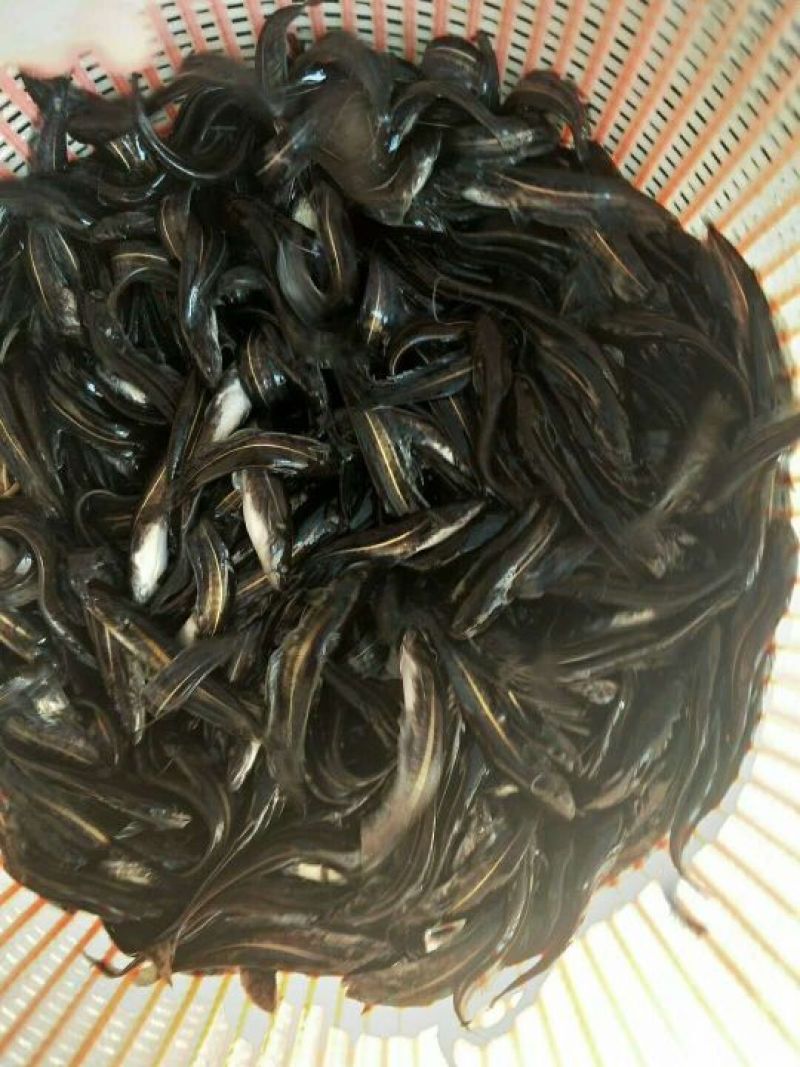 鲶鱼苗