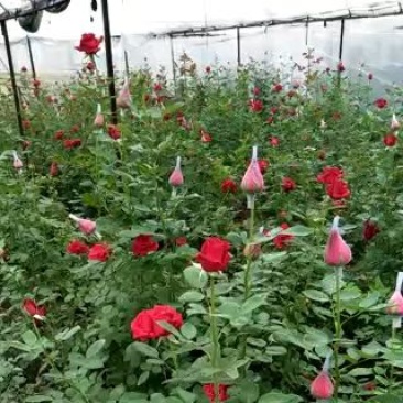 月季玫瑰大苗