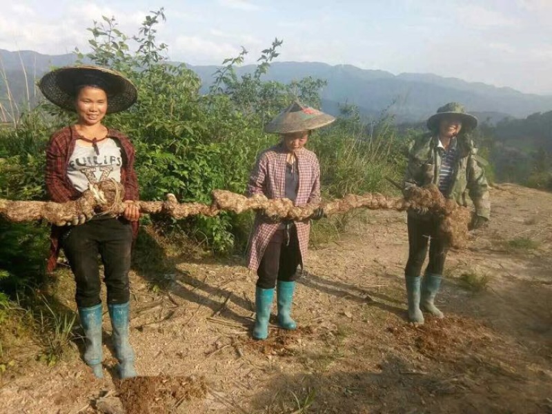 茯苓菌种，优质高产玉米大栽培种茯苓公司包回收