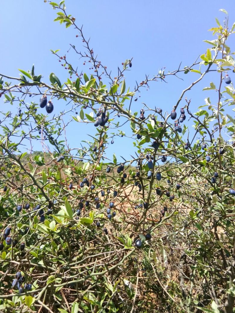 青刺果