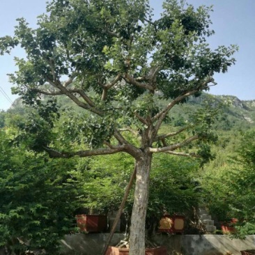 山楂树