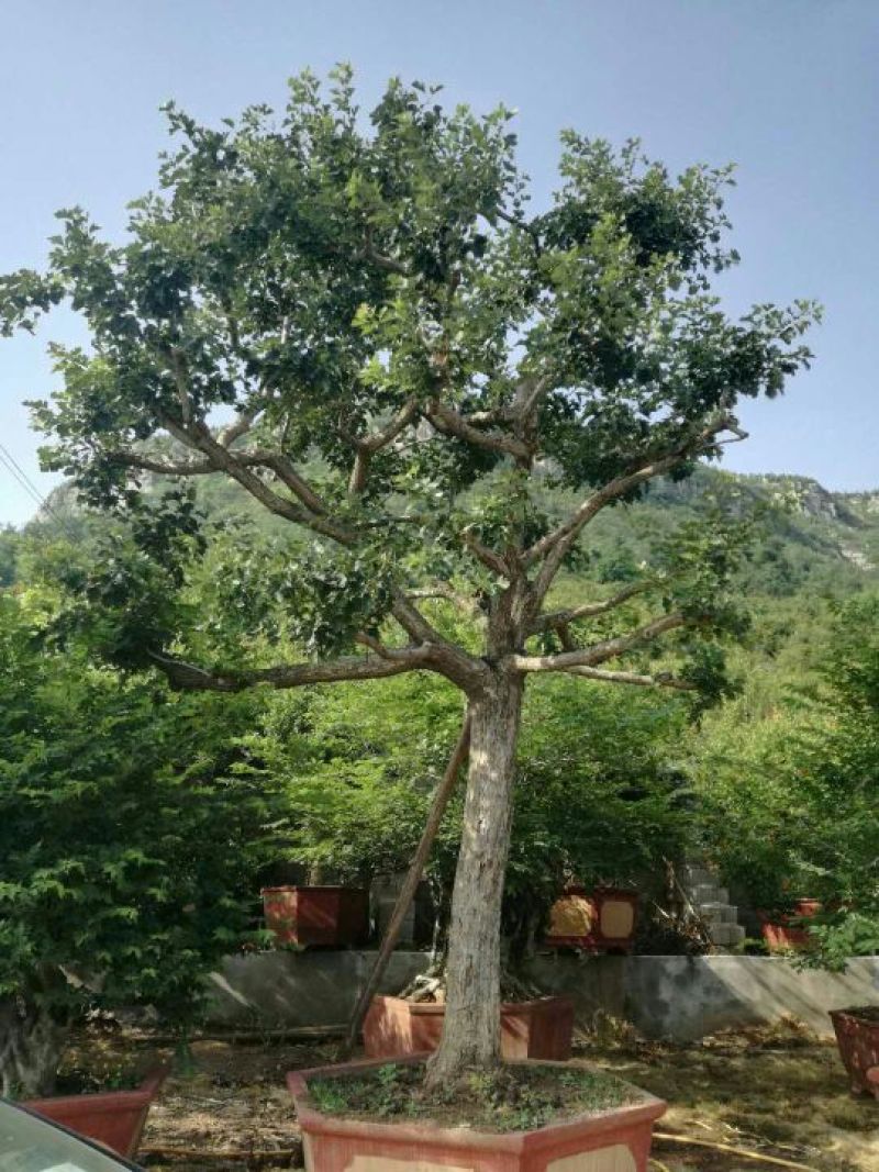 山楂树