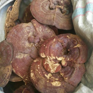 灵芝
