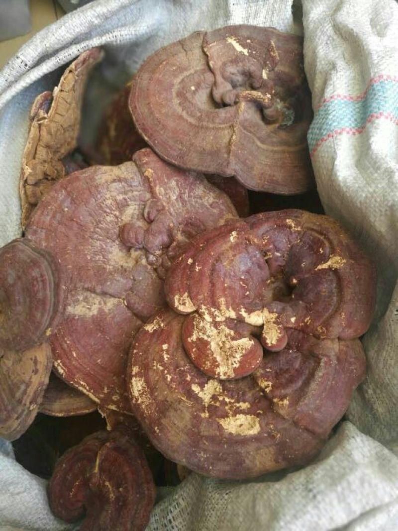 灵芝