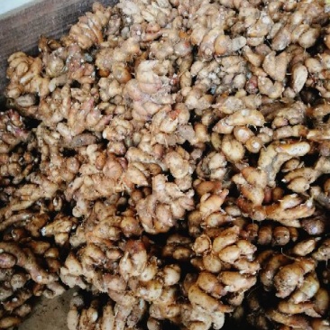 沙姜是两广做菜用的左料量用的好多