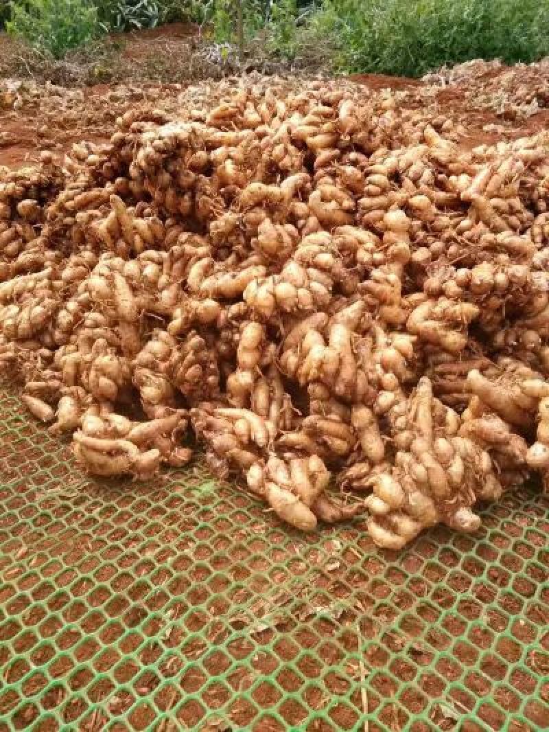 沙姜是两广做菜用的左料量用的好多