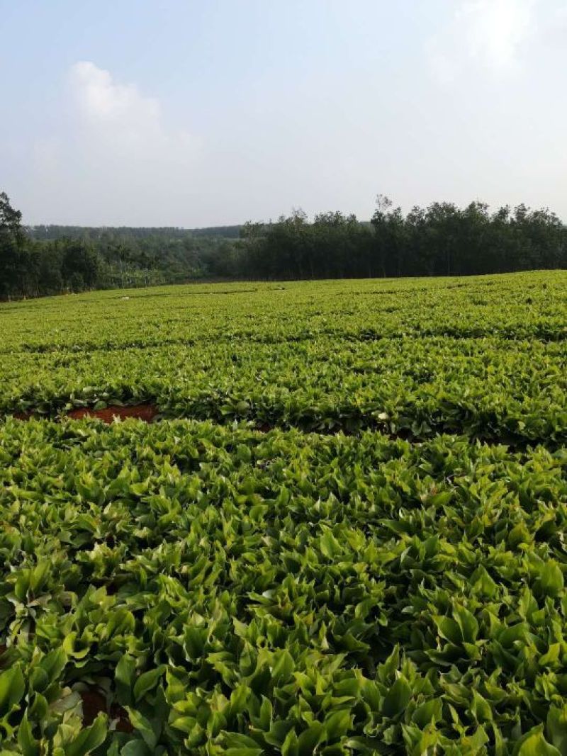沙姜是两广做菜用的左料量用的好多