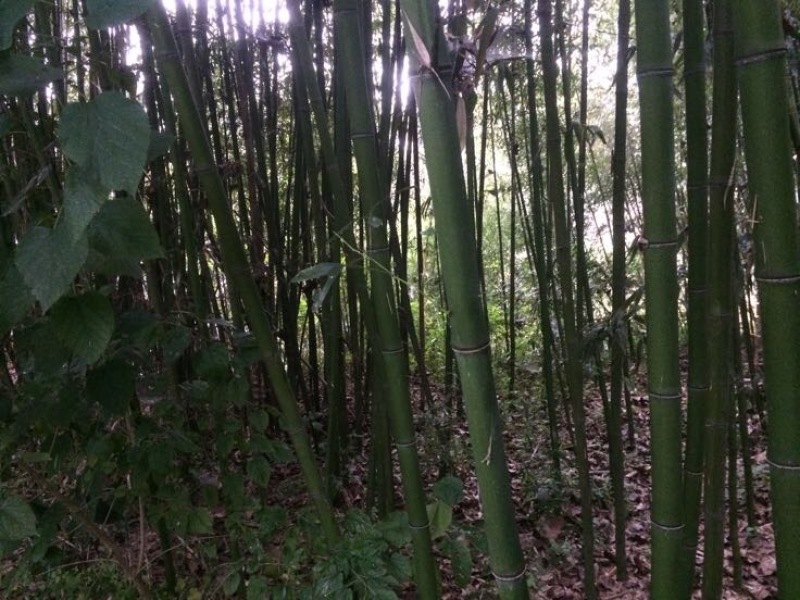 竹子5~6m