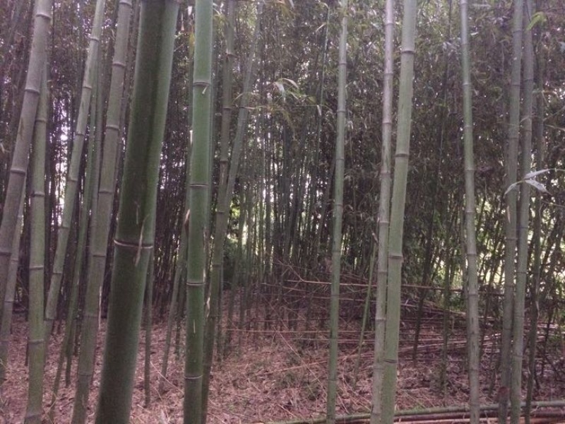 竹子5~6m