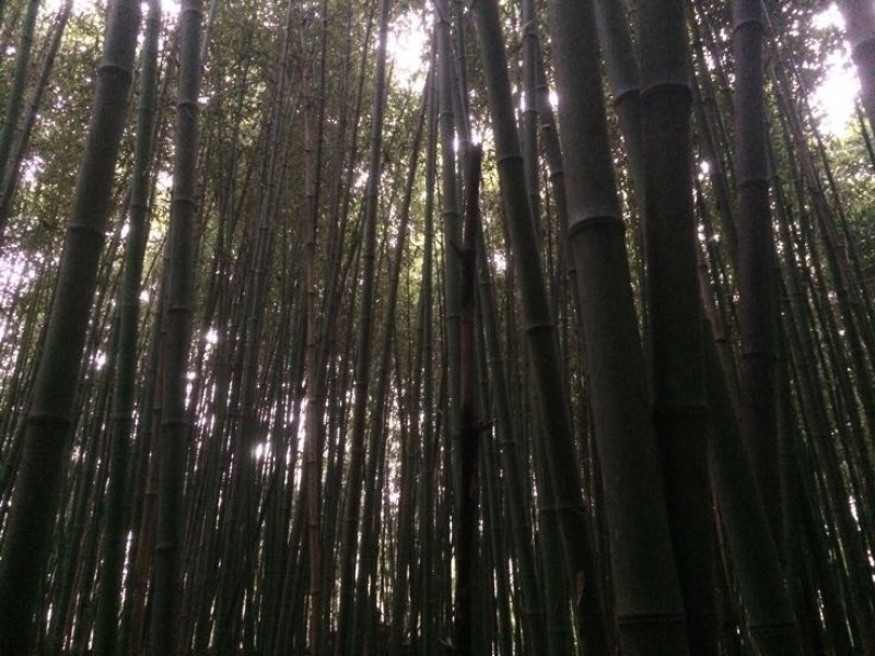 竹子5~6m