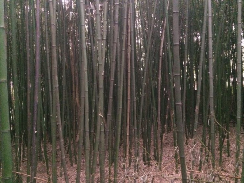 竹子5~6m