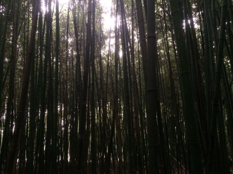 竹子5~6m