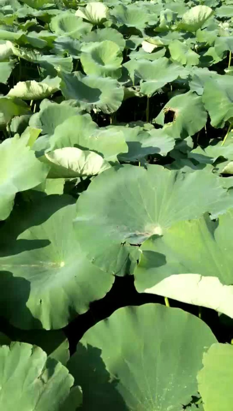 新鲜莲藕