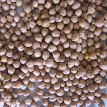 鹰嘴豆一手货源价格美丽