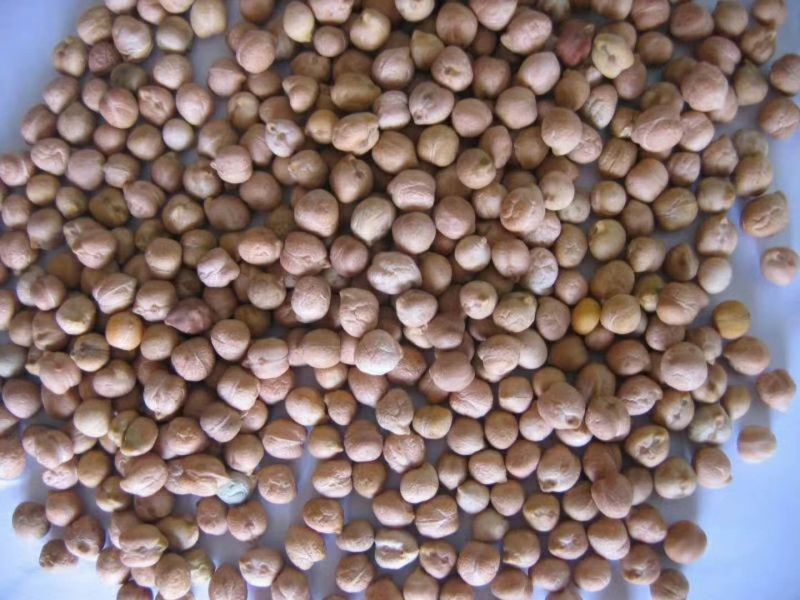 鹰嘴豆一手货源价格美丽