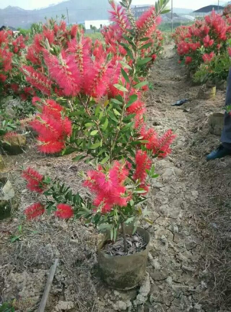 美花红千层（各种规格都有，大量现货）