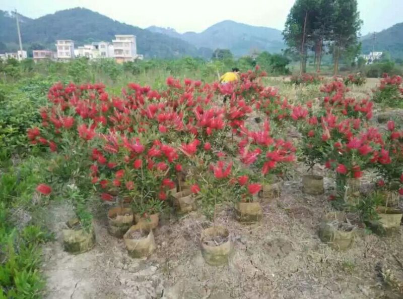 美花红千层（各种规格都有，大量现货）