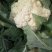 白花菜花1斤紧密乳白