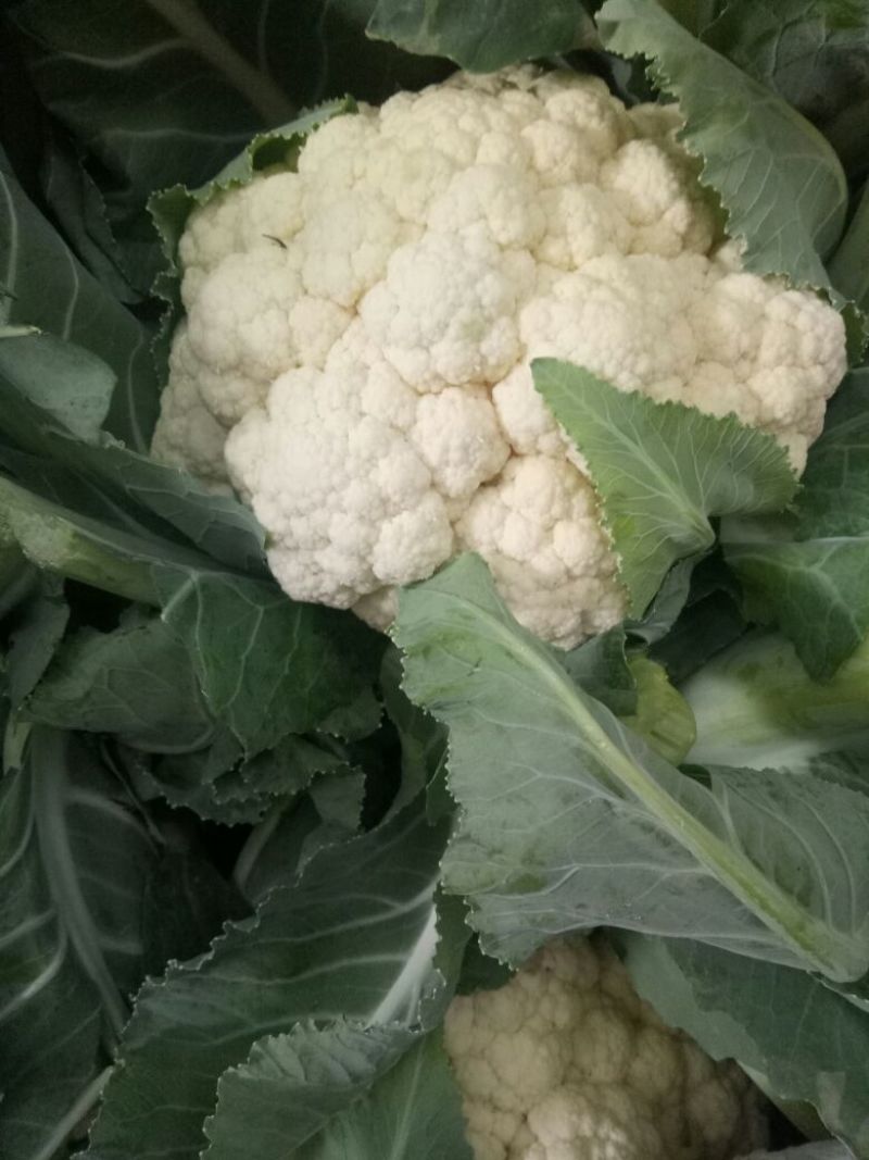 白花菜花1斤紧密乳白