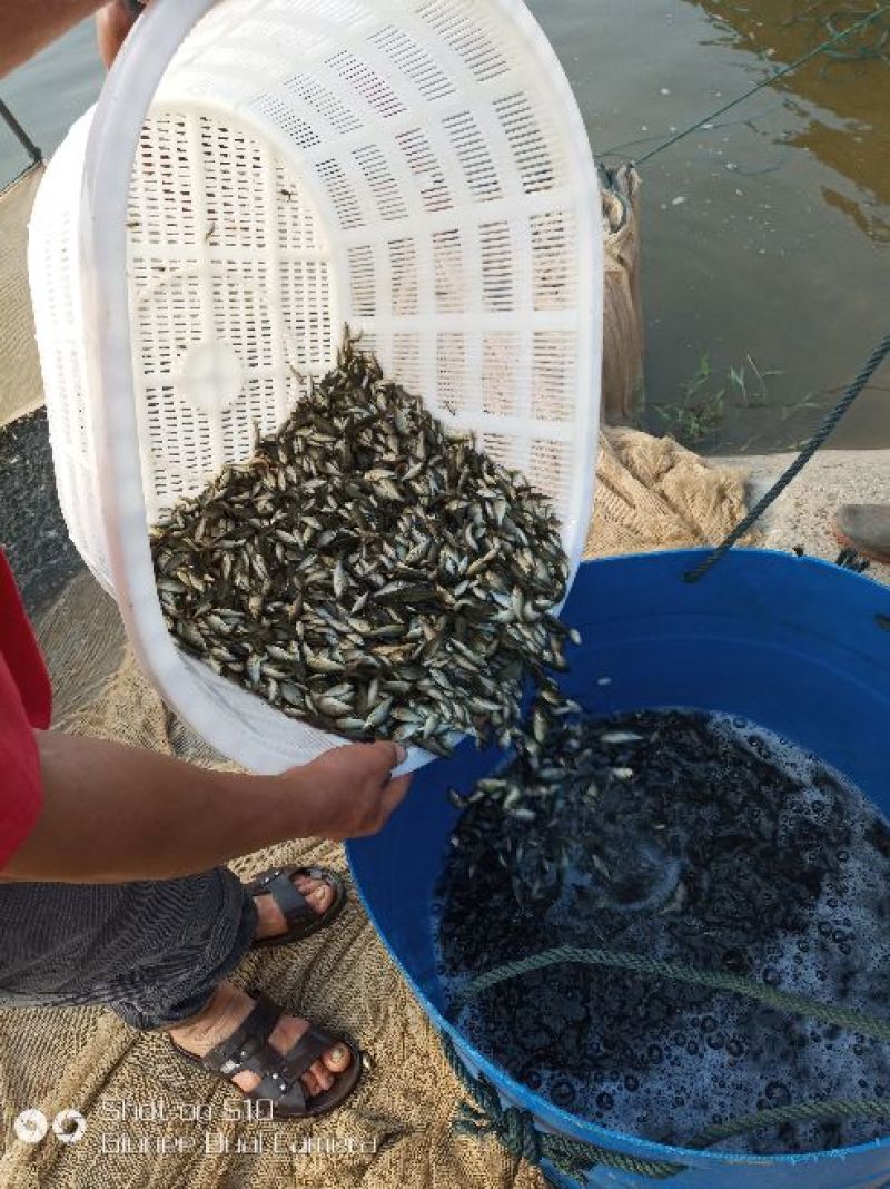 大量出售每斤3-30尾，100-500尾各种规格鲤鱼