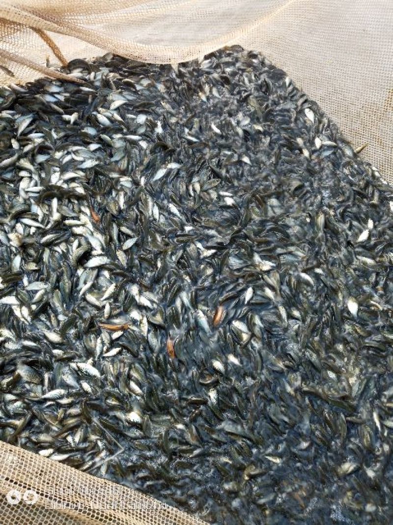 大量出售每斤3-30尾，100-500尾各种规格鲤鱼