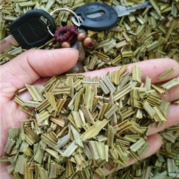 铁树叶中药材批发
