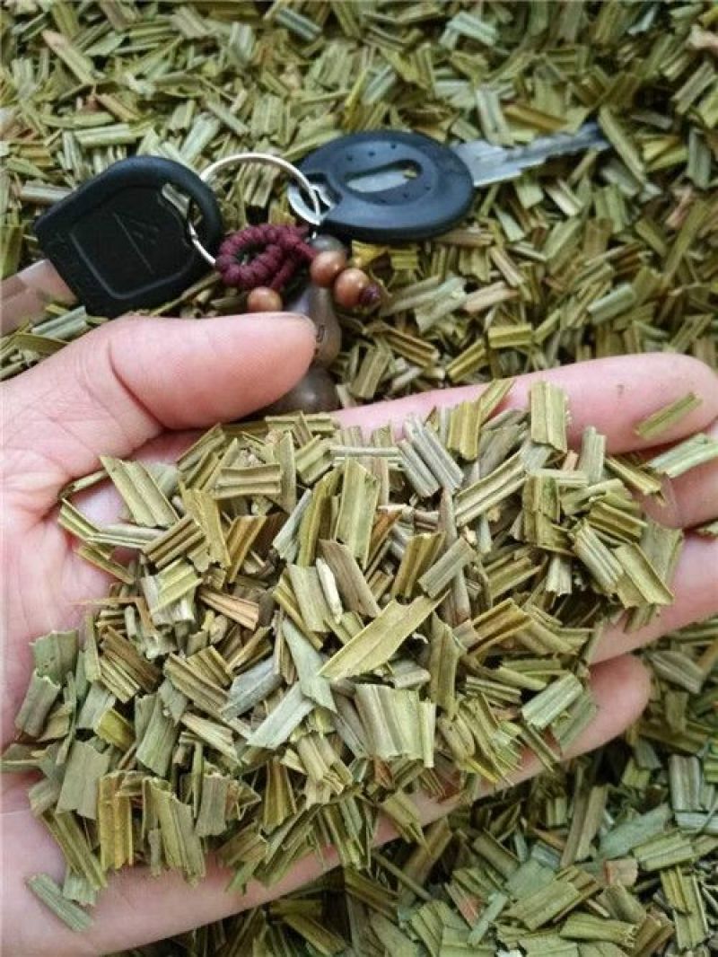 铁树叶中药材批发
