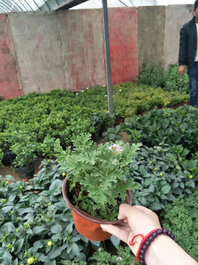 金边吊兰
