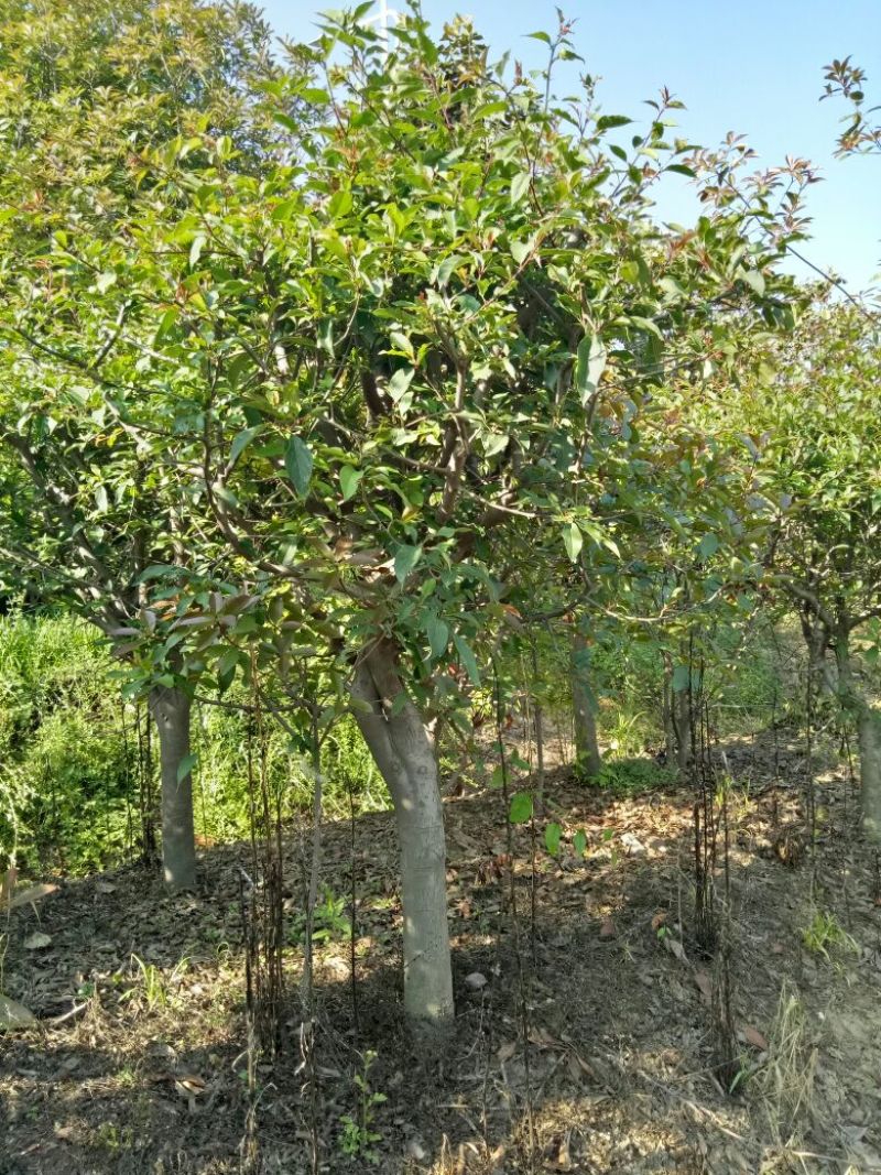 垂丝海棠10公分