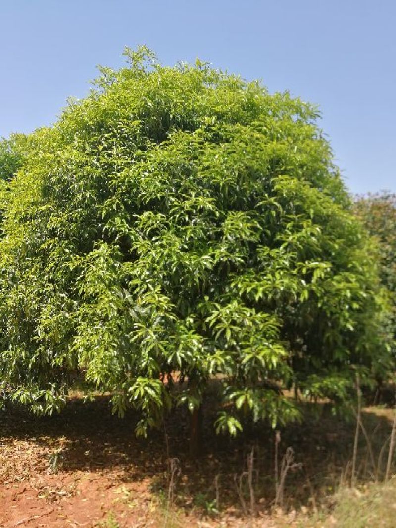 八月桂