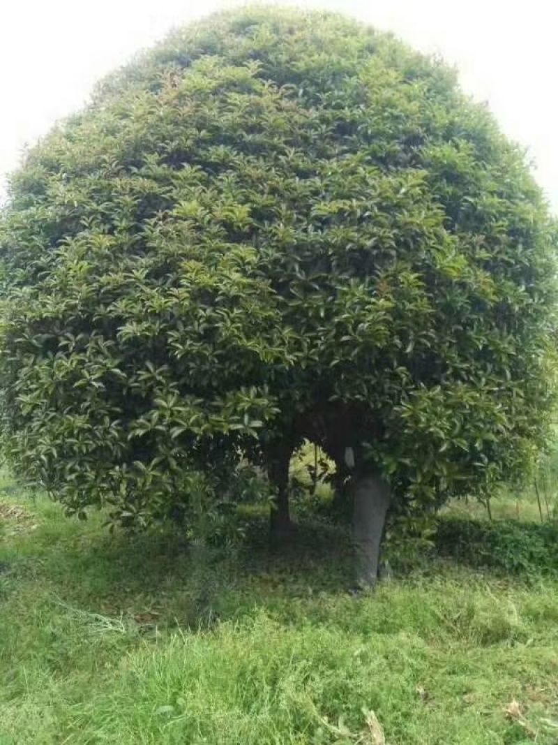 八月桂
