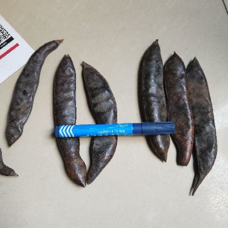 大皂角