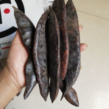 大皂角