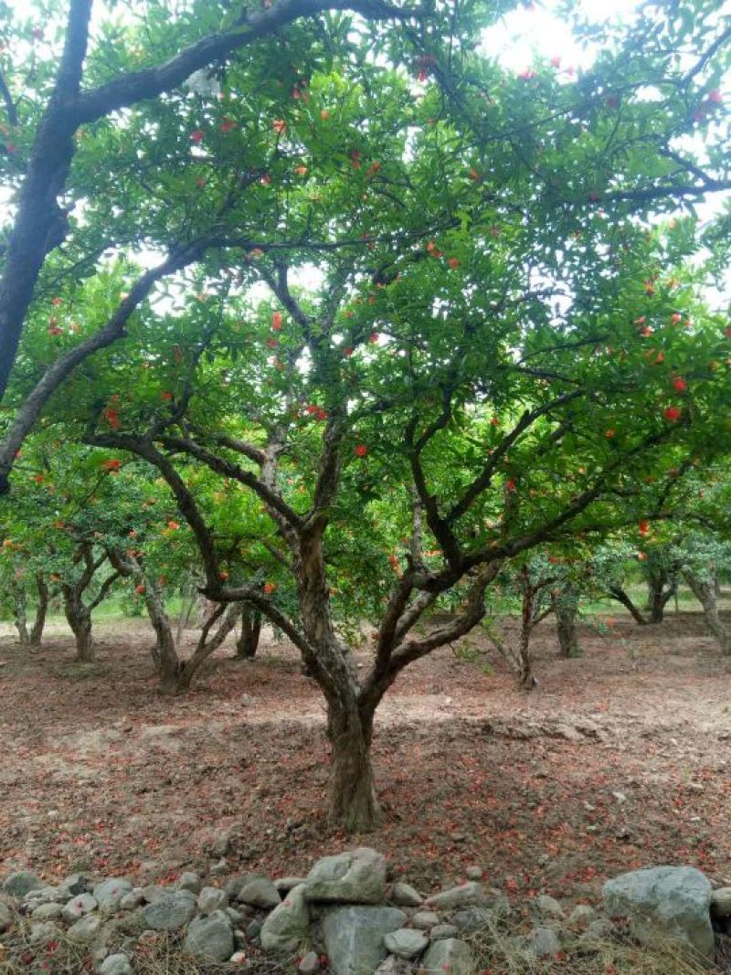 石榴树，