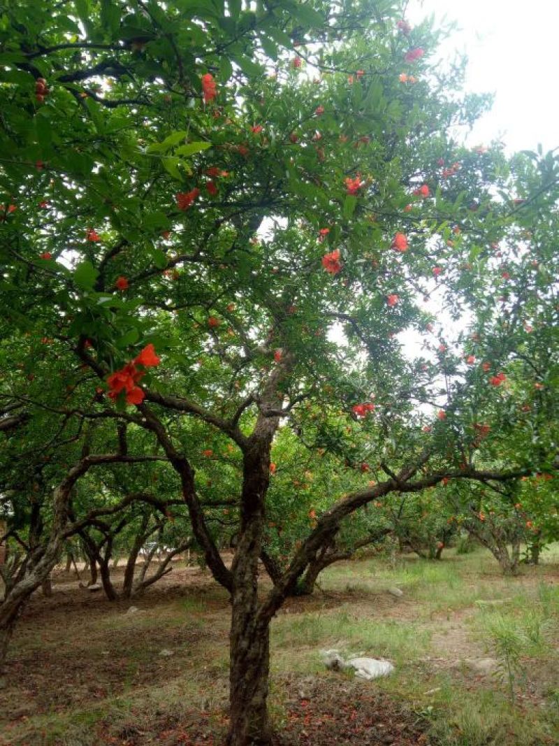石榴树，