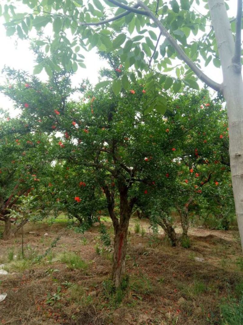 石榴树，