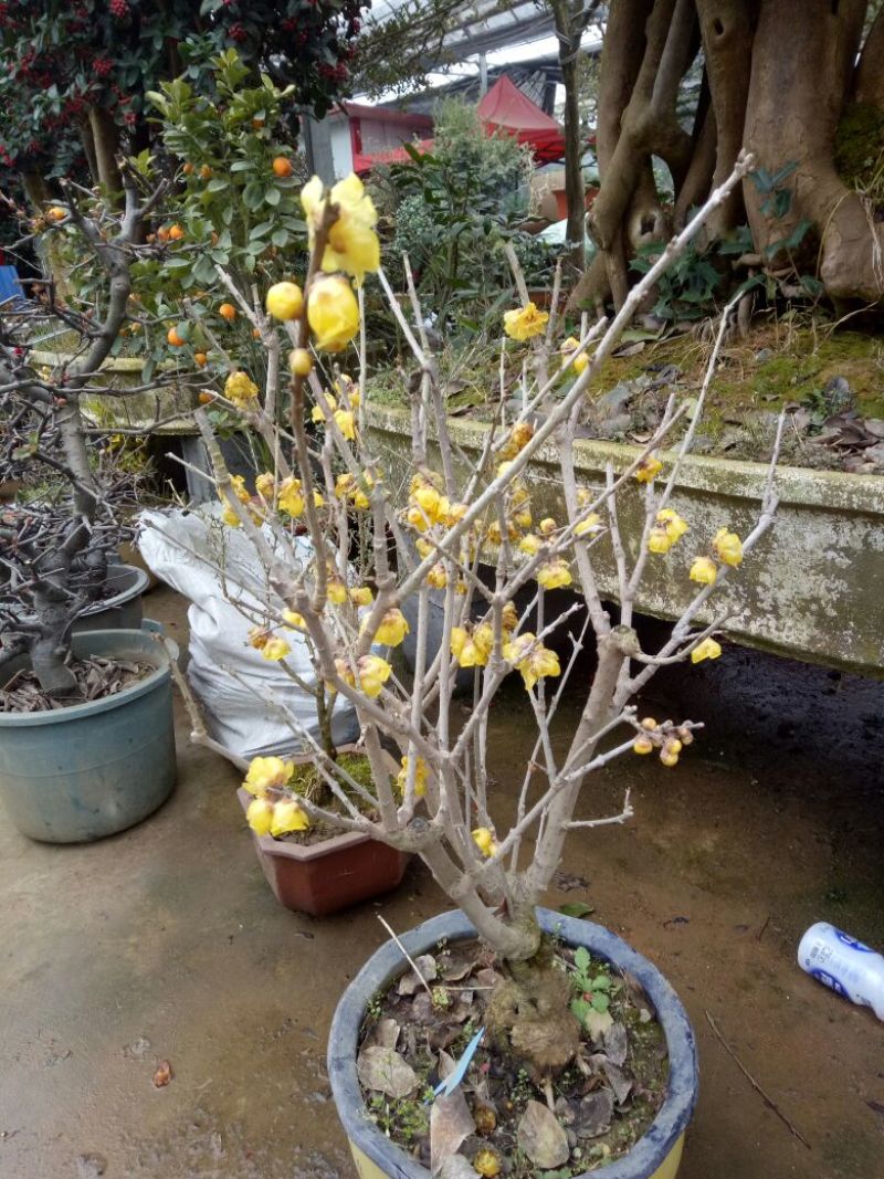 腊梅