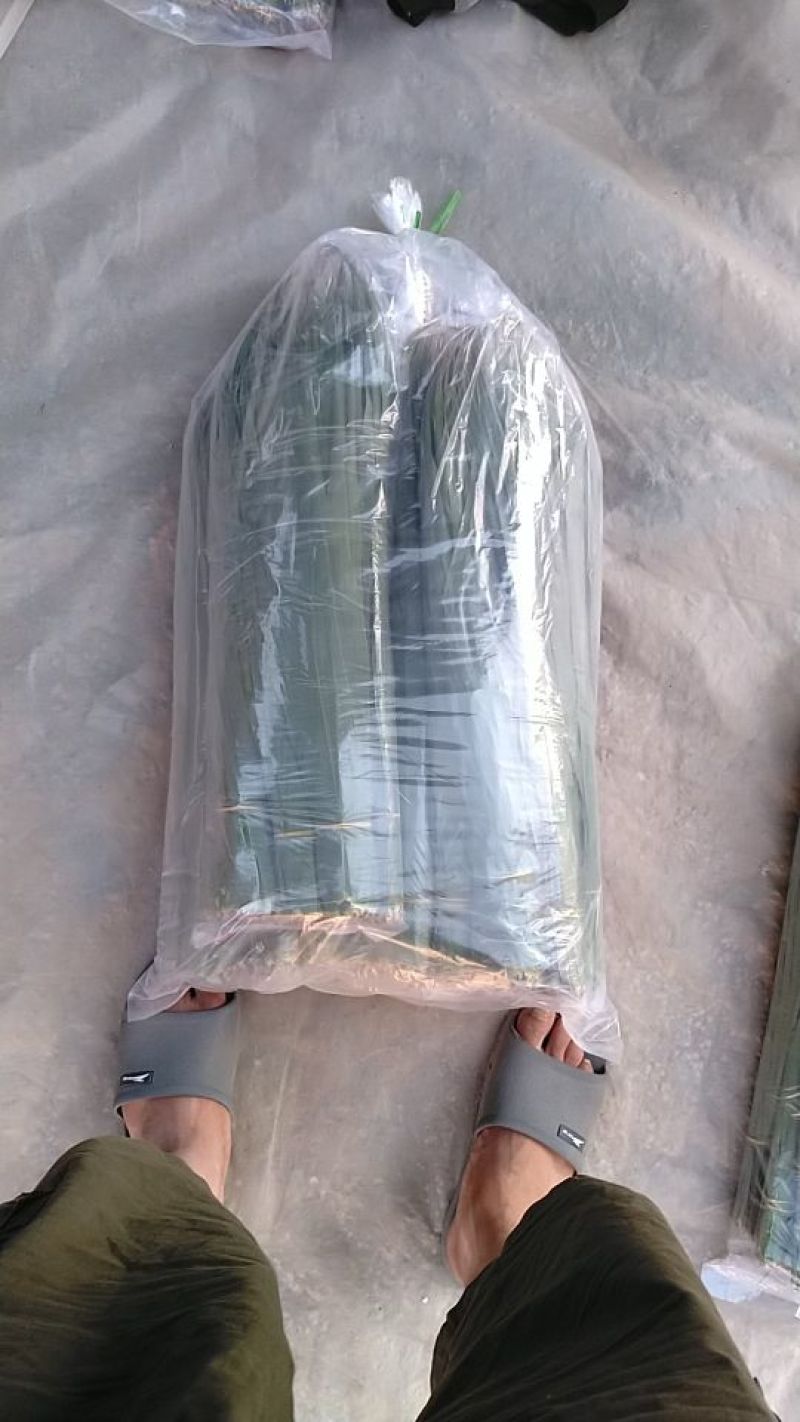 粽叶白洋淀芦苇叶