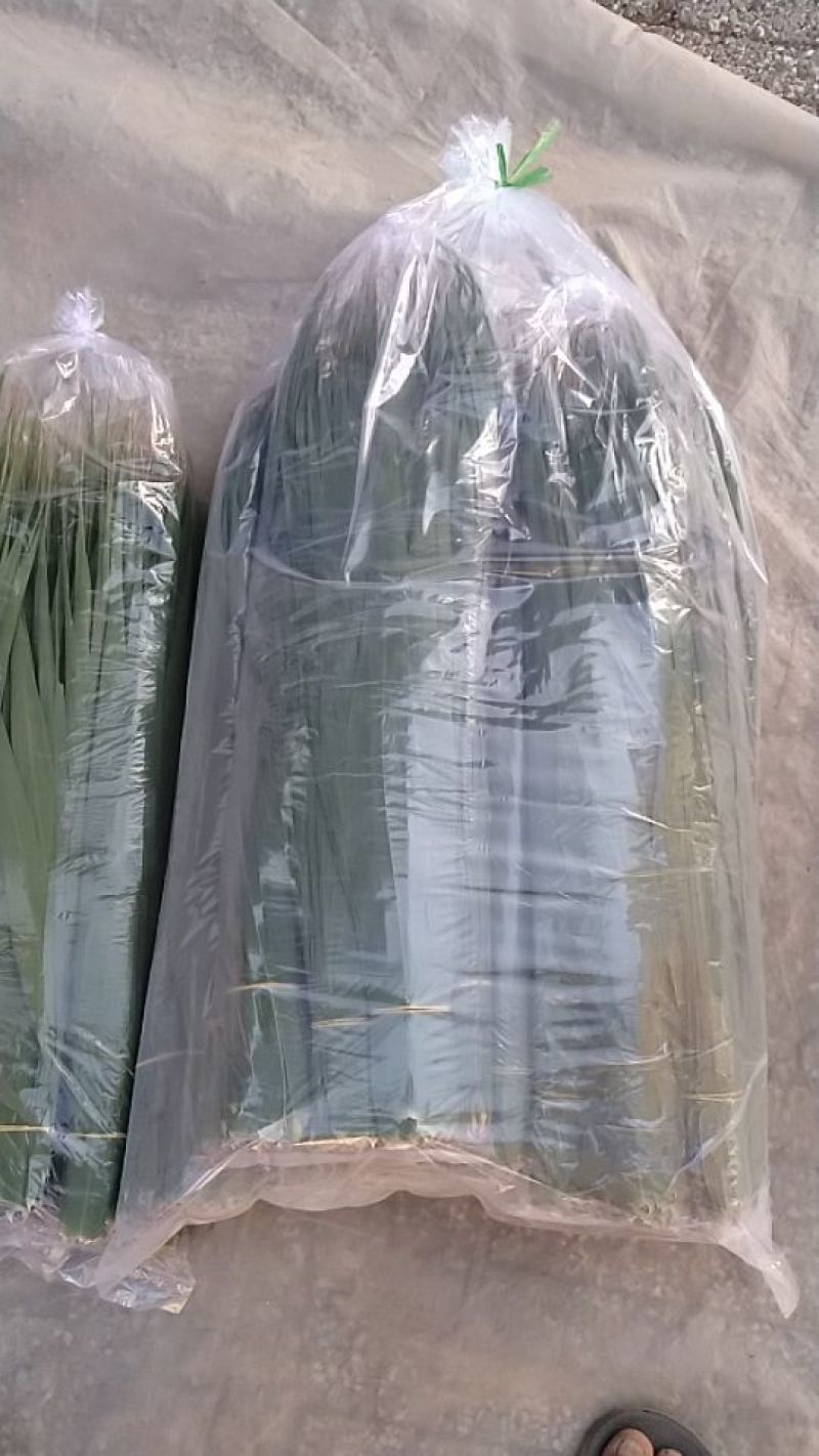 粽叶白洋淀芦苇叶