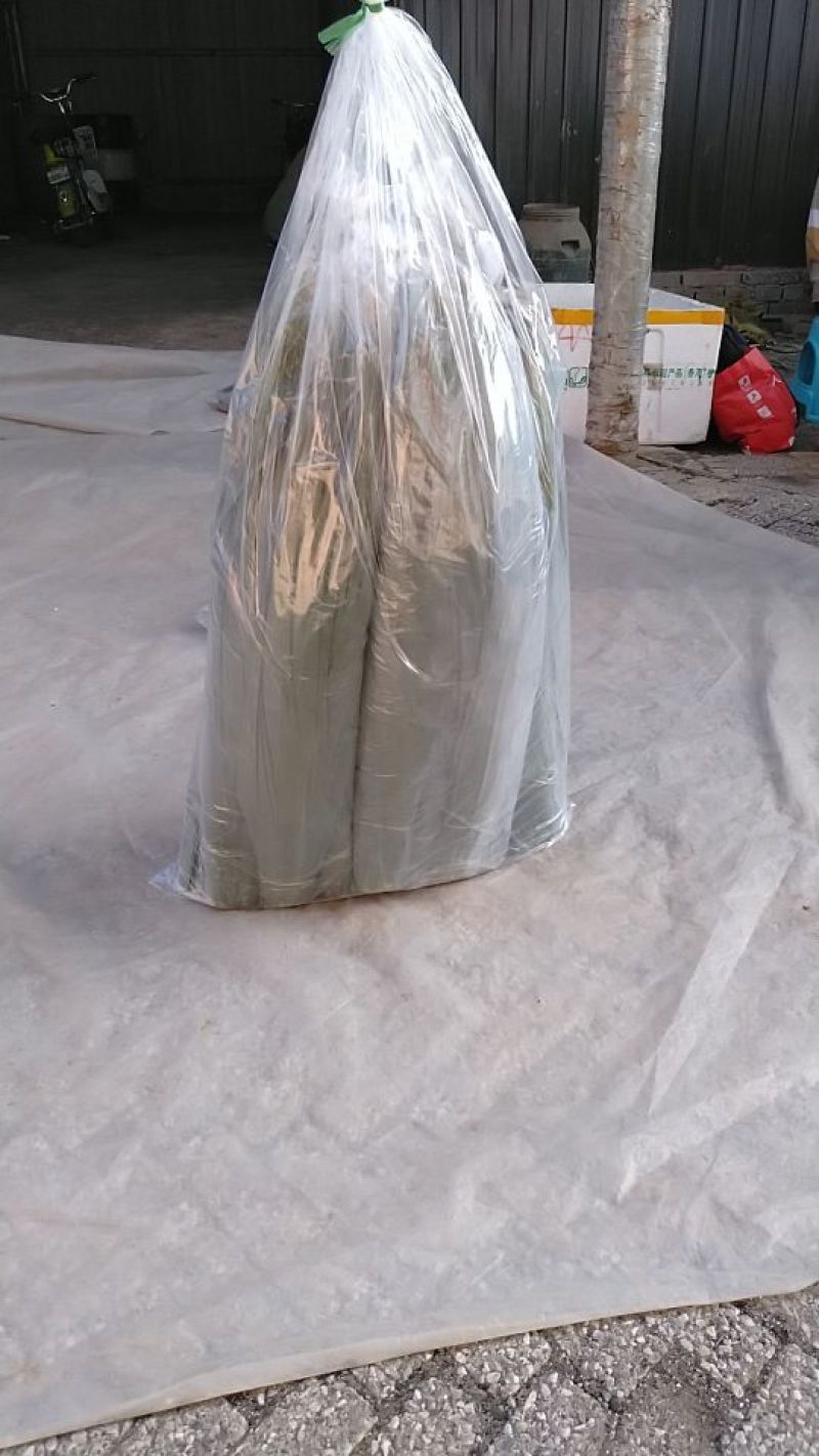 粽叶白洋淀芦苇叶
