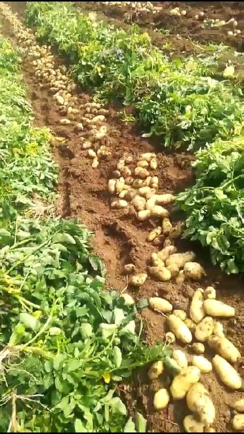 【荷兰十五土豆】安丘土豆冷库土豆大量出售现货现发价格优惠