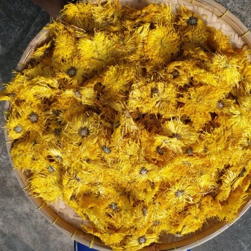 特级首花金丝皇菊