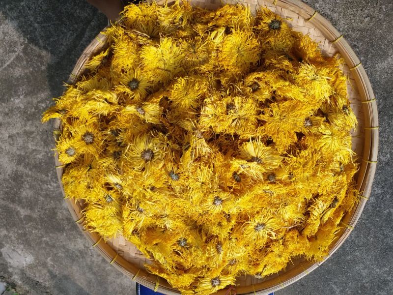 特级首花金丝皇菊