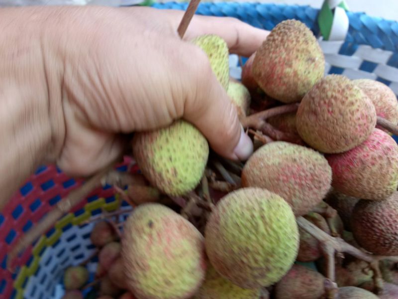 正宗广西灵山荔枝有妃子笑,贵味