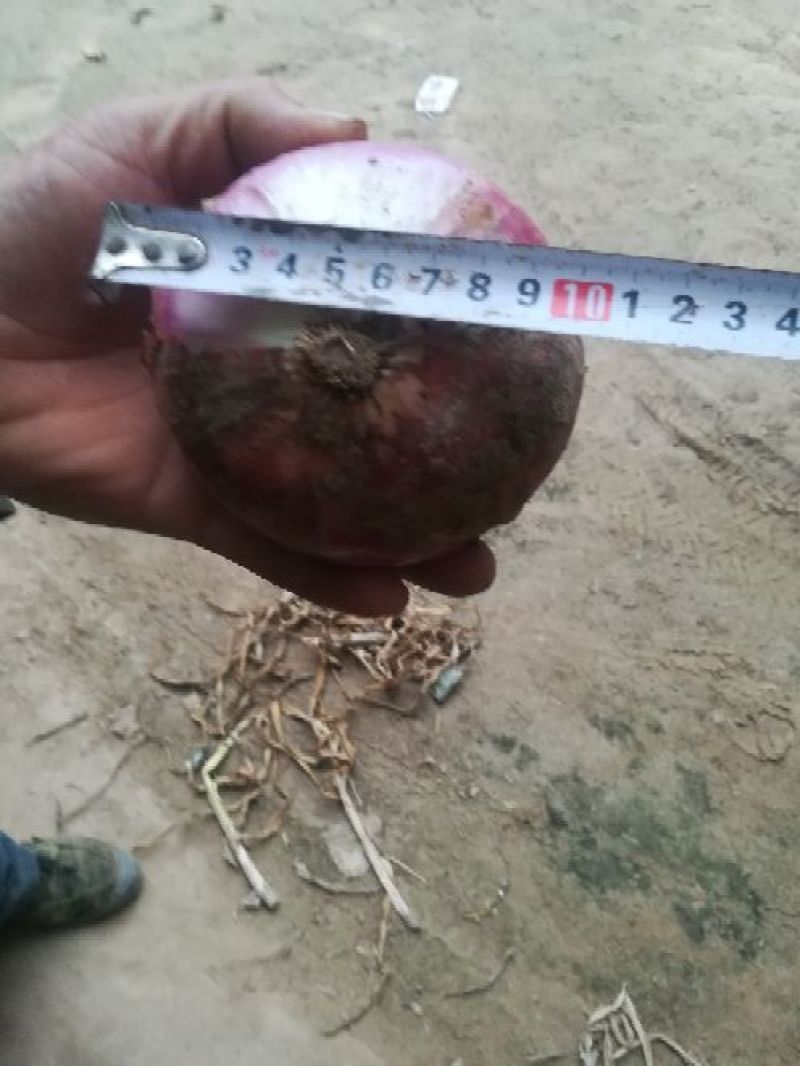 洋葱紫皮洋葱、红皮洋葱8零起步电商食堂市场